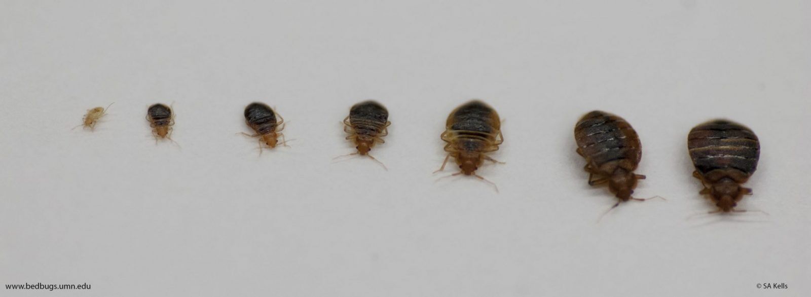 識別床蝨 - NoBedBugs-HK