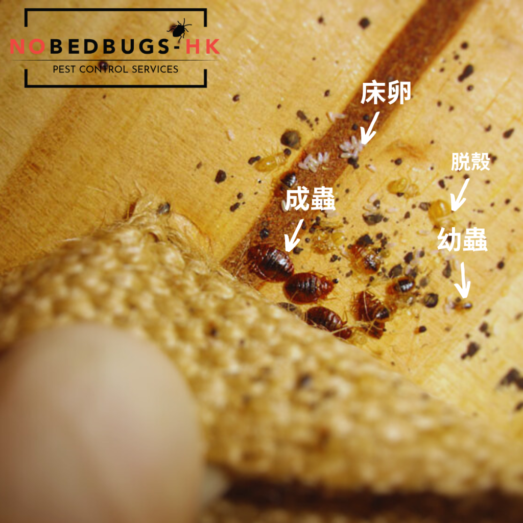 床蝨(Cimex Hemiptera):探究其外觀、特徵和生命週期-研究
