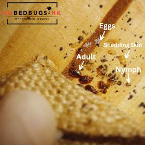 Cimex Hemiptera bed bugs