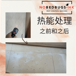 床虱在香港的蔓延现象