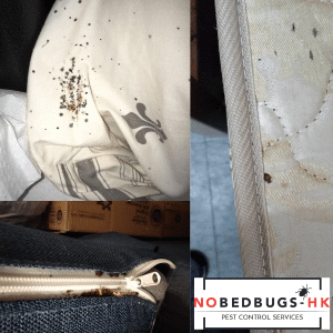 Visual Signs of BedBugs