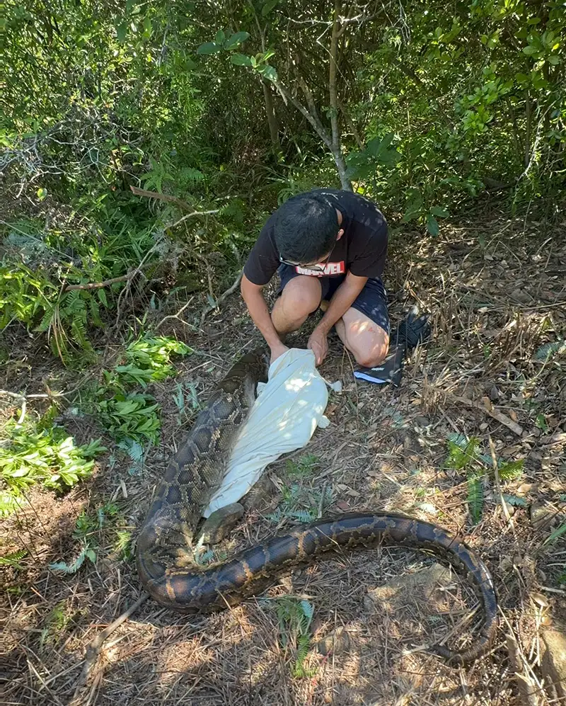 Licensed Snake Catcher in Hong Kong Handling a Non-Venomous Snake