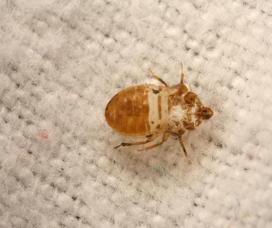 关于我们 - NoBedBugs-HK