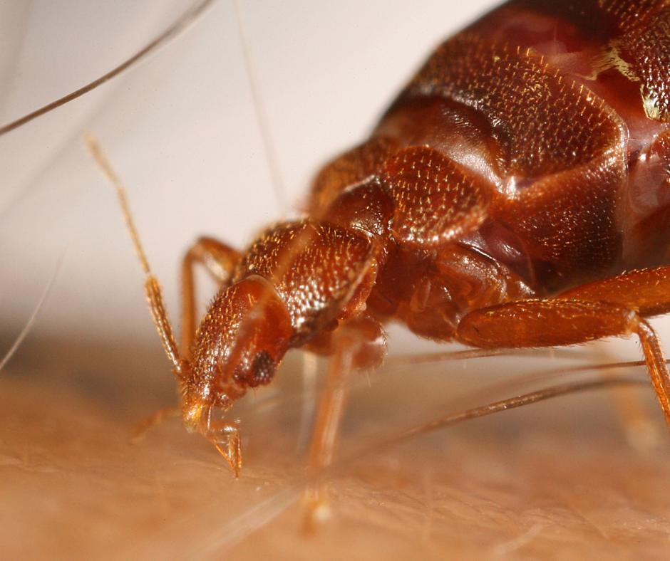 A-Bed-Bug