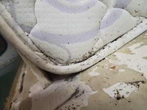 Bedbugs Signs