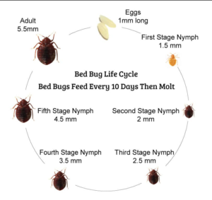 BedBug Lifestage