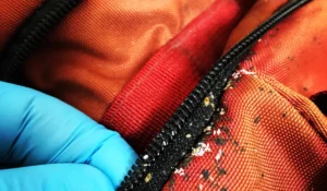 Bedbugs-bagpack